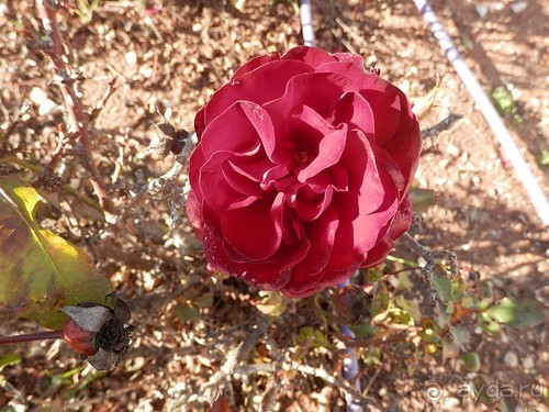 Продолжаю прогулку по Иерусалиму