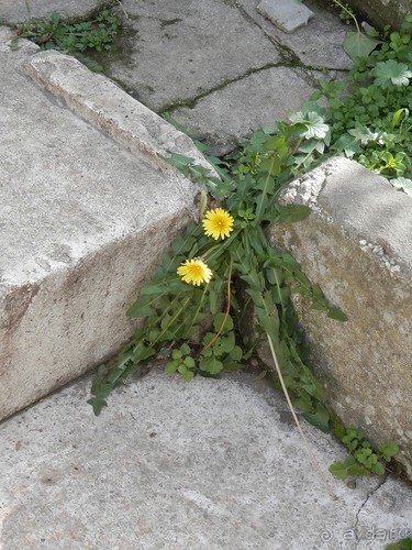 Продолжаю прогулку по Иерусалиму