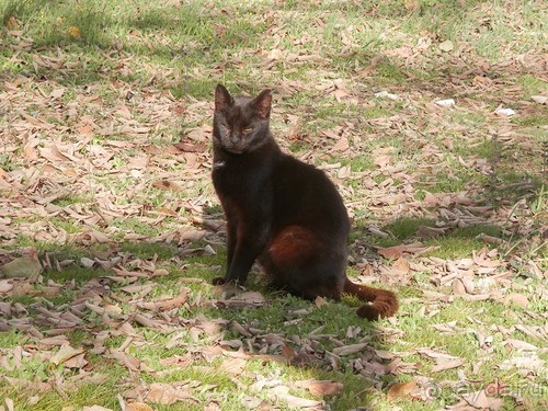 Продолжаю прогулку по Иерусалиму