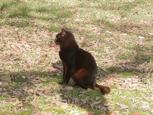 Продолжаю прогулку по Иерусалиму