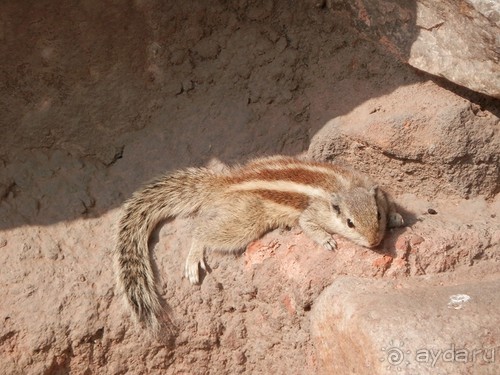 Индия, день второй - Дели и дорога в Джайпур