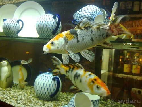 Вернулся из Петербурга