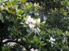 Из Брешиа в Бергамо