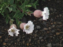 Исландия, день седьмой