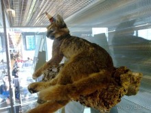 Исландия, день седьмой