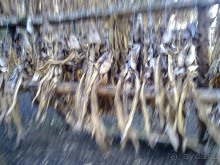 Исландия, день седьмой