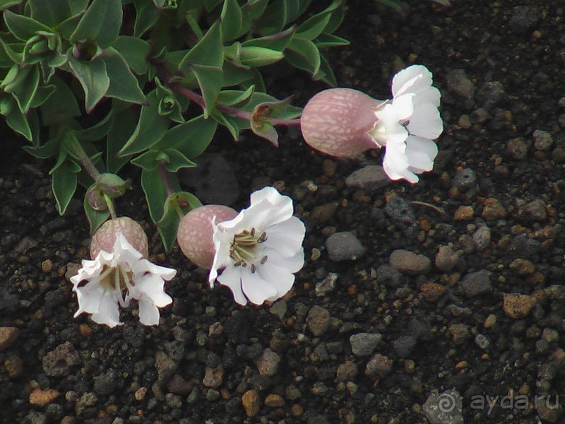 Исландия, день седьмой