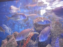 В Дубровник на выходные с хвостиком