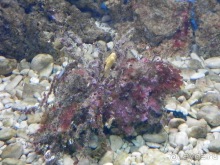 В Дубровник на выходные с хвостиком