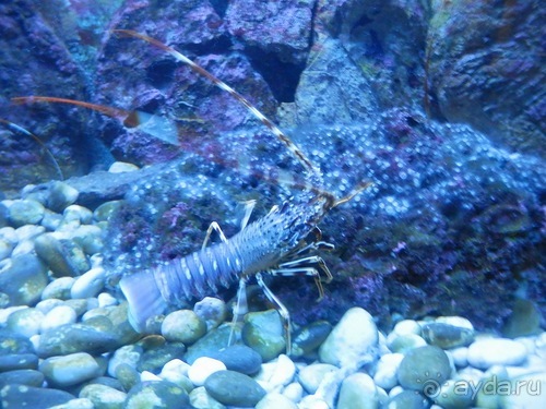 В Дубровник на выходные с хвостиком