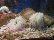 В Дубровник на выходные с хвостиком