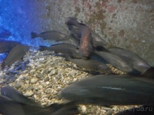 В Дубровник на выходные с хвостиком