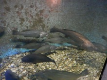 В Дубровник на выходные с хвостиком