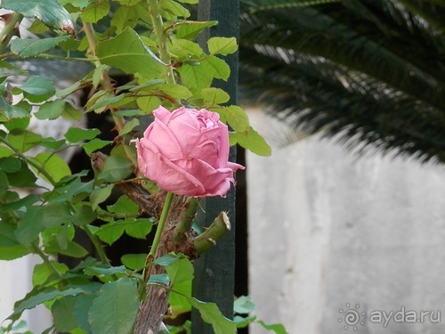 В Дубровник на выходные с хвостиком