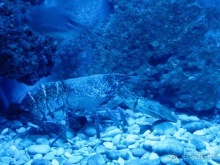 В Дубровник на выходные с хвостиком