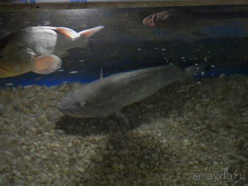 В Дубровник на выходные с хвостиком