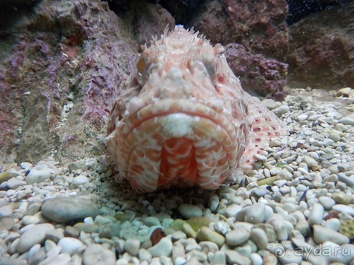 В Дубровник на выходные с хвостиком