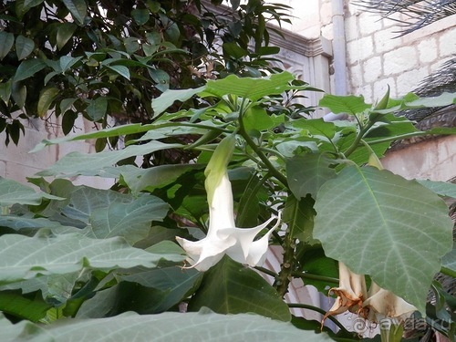 В Дубровник на выходные с хвостиком