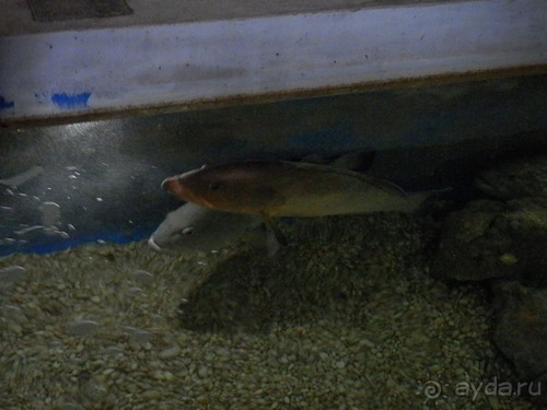 В Дубровник на выходные с хвостиком