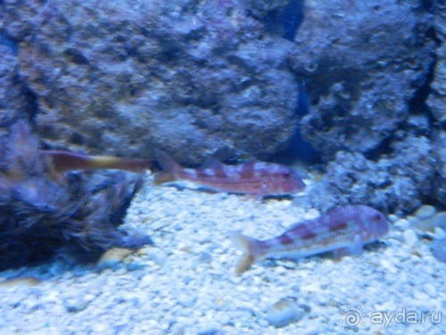 В Дубровник на выходные с хвостиком