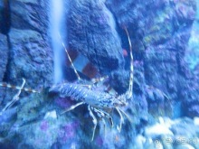 В Дубровник на выходные с хвостиком