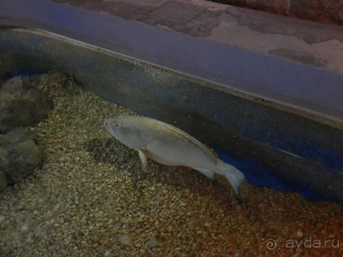 В Дубровник на выходные с хвостиком