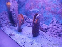 Альбом отзыва "В Дубровник на выходные с хвостиком"