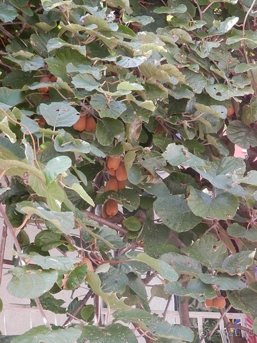 В Дубровник на выходные с хвостиком