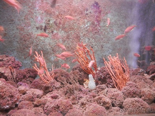 В Дубровник на выходные с хвостиком