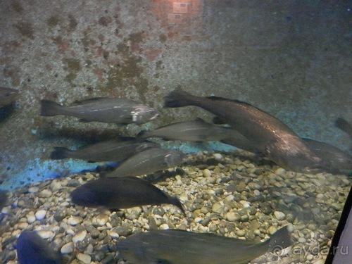 В Дубровник на выходные с хвостиком