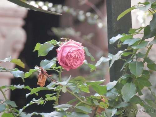 В Дубровник на выходные с хвостиком