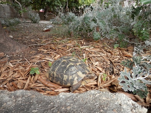 В Дубровник на выходные с хвостиком