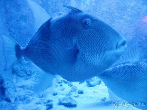 В Дубровник на выходные с хвостиком