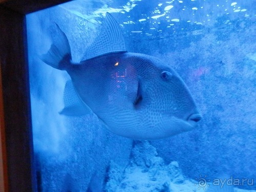 В Дубровник на выходные с хвостиком