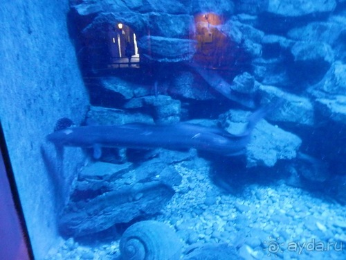 В Дубровник на выходные с хвостиком