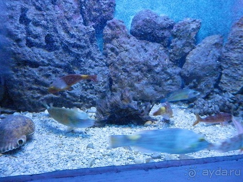 В Дубровник на выходные с хвостиком