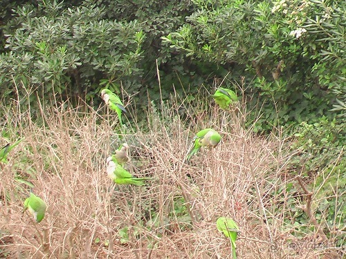 Барселона - парк Гуэль и еще немного
