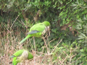 Барселона - парк Гуэль и еще немного