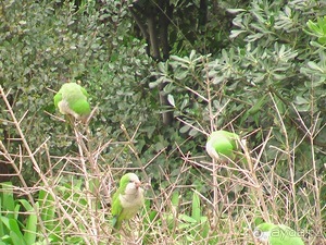 Барселона - парк Гуэль и еще немного