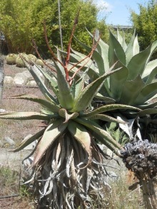 Зоопарк в Севилье