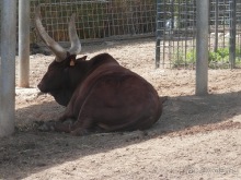 Зоопарк в Севилье
