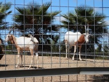 Зоопарк в Севилье