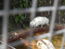 Зоопарк в Севилье