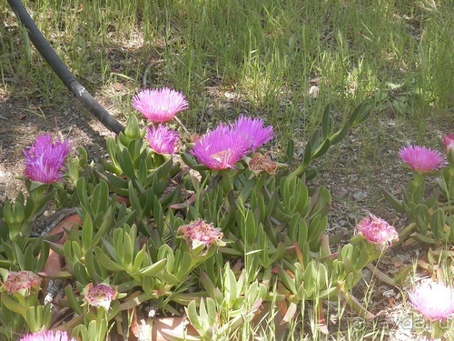Зоопарк в Севилье