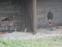 Зоопарк в Севилье