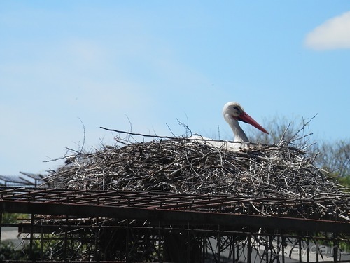 Зоопарк в Севилье