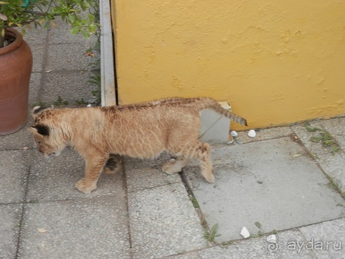 Зоопарк в Севилье