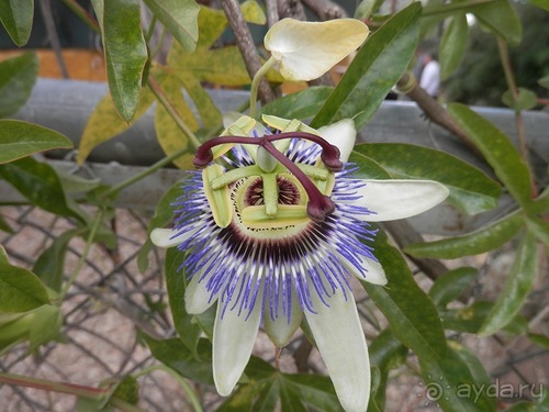 Зоопарк в Севилье