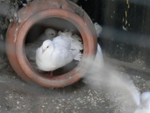 Зоопарк в Севилье