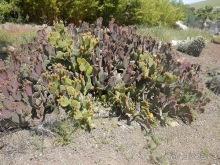 Зоопарк в Севилье